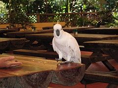 CairnsTC270 Wildlife Habitat